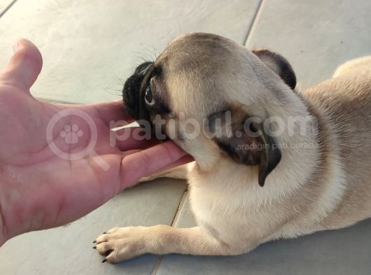 Pug Mops Si̇fi̇r Burun Gül Kuyruk Yavrular görsel