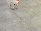 Pug Mops Si̇fi̇r Burun Gül Kuyruk Yavrular