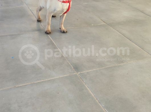 Pug Mops Si̇fi̇r Burun Gül Kuyruk Yavrular görsel