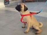 Pug Mops Si̇fi̇r Burun Gül Kuyruk Yavrular