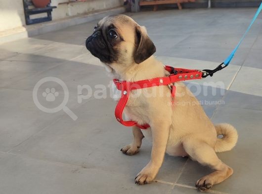 Pug Mops Si̇fi̇r Burun Gül Kuyruk Yavrular görsel