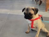 Pug Mops Si̇fi̇r Burun Gül Kuyruk Yavrular