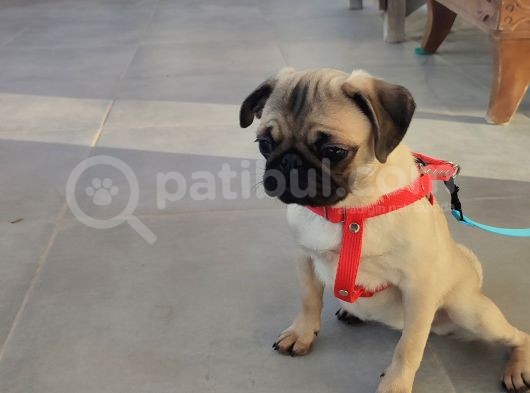 Pug Mops Si̇fi̇r Burun Gül Kuyruk Yavrular görsel