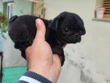 Pug Mops Si̇fi̇r Burun Gül Kuyruk Yavrular
