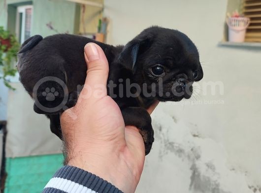 Pug Mops Si̇fi̇r Burun Gül Kuyruk Yavrular görsel
