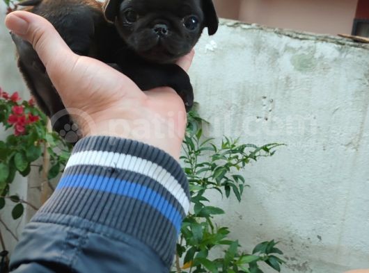 Pug Mops Si̇fi̇r Burun Gül Kuyruk Yavrular görsel