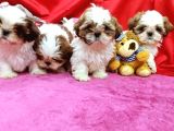 Shihtzu Yavrumuz