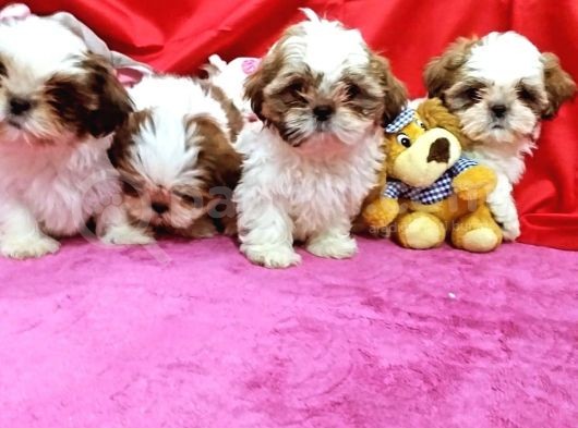 Shihtzu Yavrumuz görsel