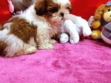Shihtzu Yavrumuz