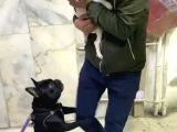 Mükemmel Kalite French Bulldog