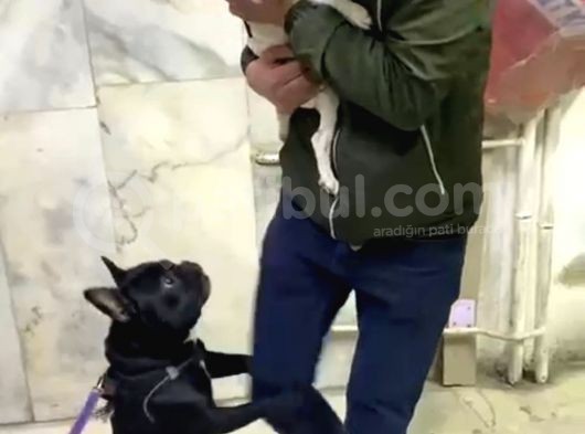 Mükemmel Kalite French Bulldog görsel