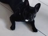 Mükemmel Kalite French Bulldog