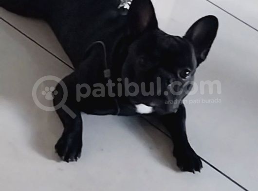 Mükemmel Kalite French Bulldog görsel