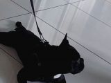 Mükemmel Kalite French Bulldog