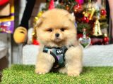 Safkan Pomeranian Boo Yavrularımız