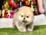 Safkan Pomeranian Boo Yavrularımız