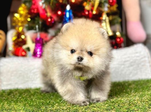 Safkan Pomeranian Boo Yavrularımız görsel