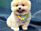 Show Kalite Ayı Surat Party Colour Pomeranian Boo