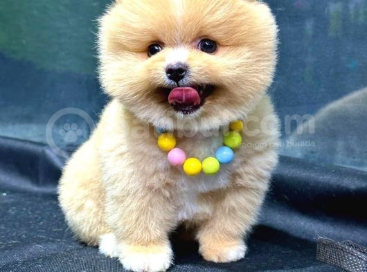 Show Kalite Ayı Surat Party Colour Pomeranian Boo