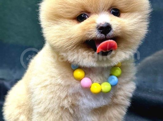 Show Kalite Ayı Surat Party Colour Pomeranian Boo görsel