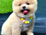 Show Kalite Ayı Surat Party Colour Pomeranian Boo