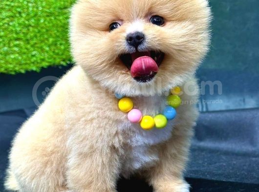 Show Kalite Ayı Surat Party Colour Pomeranian Boo görsel