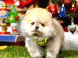 A Kalite Ayıcık Surat Pomeranian Boo