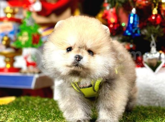A Kalite Ayıcık Surat Pomeranian Boo görsel