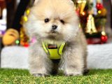 A Kalite Ayıcık Surat Pomeranian Boo