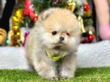 A Kalite Ayıcık Surat Pomeranian Boo