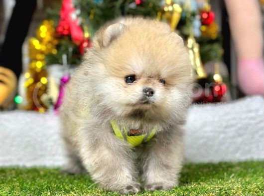 A Kalite Ayıcık Surat Pomeranian Boo görsel