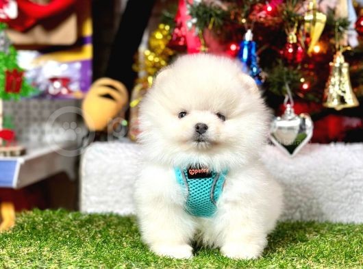 Secereli Ayıcık Surat Pomeranian Boo Yavrular görsel