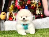 Secereli Ayıcık Surat Pomeranian Boo Yavrular