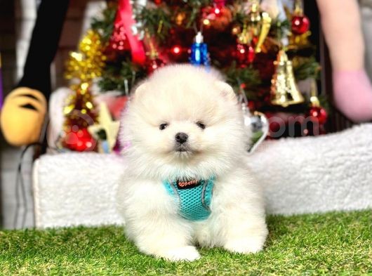 Secereli Ayıcık Surat Pomeranian Boo Yavrular görsel