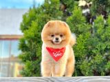 12 Aylık Erkek Ayı Surat Pomeranian Boo
