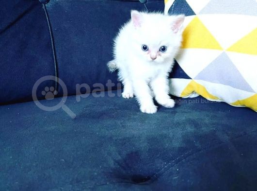 Uygun Puanlı Sahiplendirme görsel