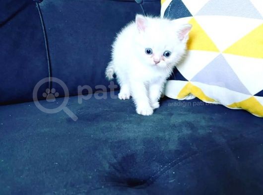 Uygun Puanlı Sahiplendirme görsel