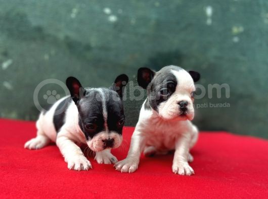 A Kalite French Buldog Yavrular görsel