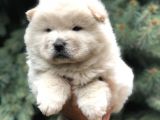 Minik Aslanlar Maltipoo