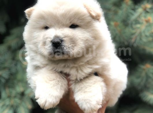 Minik Aslanlar Maltipoo görsel