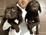 Mükemmel Kalitede Labrador Yavruları