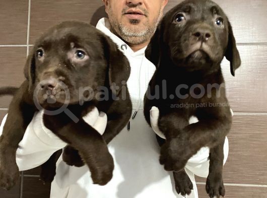 Mükemmel Kalitede Labrador Yavruları görsel