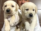 Mükemmel Kalitede Labrador Yavruları