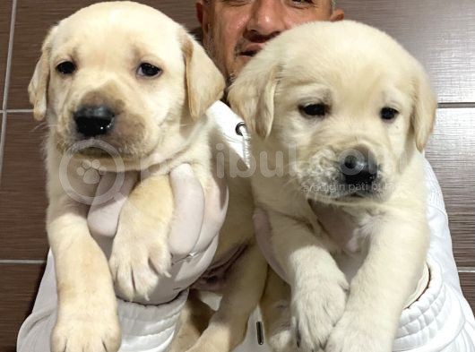 Mükemmel Kalitede Labrador Yavruları