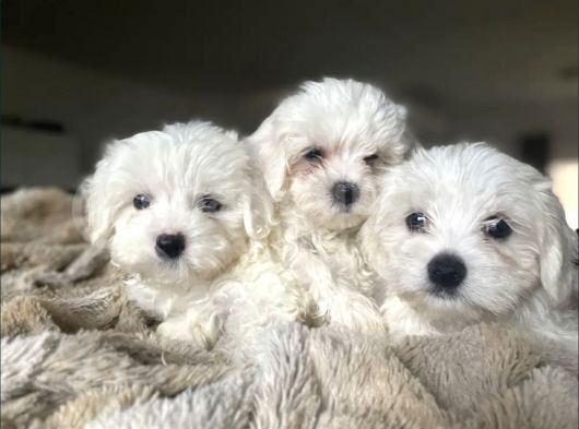 Tüy Dökmeyen Maltese Mini Yavrular görsel