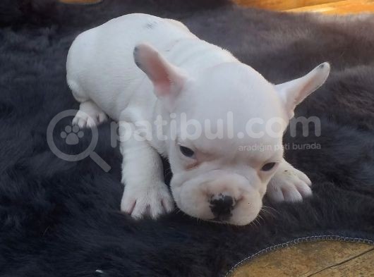 French Bulldog Bebekler görsel
