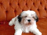 Shih Tzu Bebekler