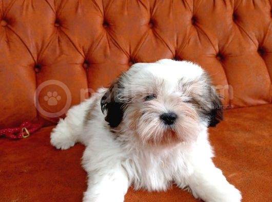 Shih Tzu Bebekler görsel
