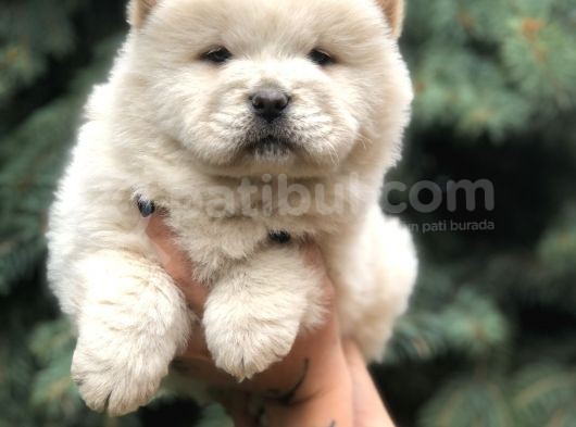 Orjinal Chow Chow görsel