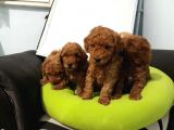 Toy Poodle Yavrular